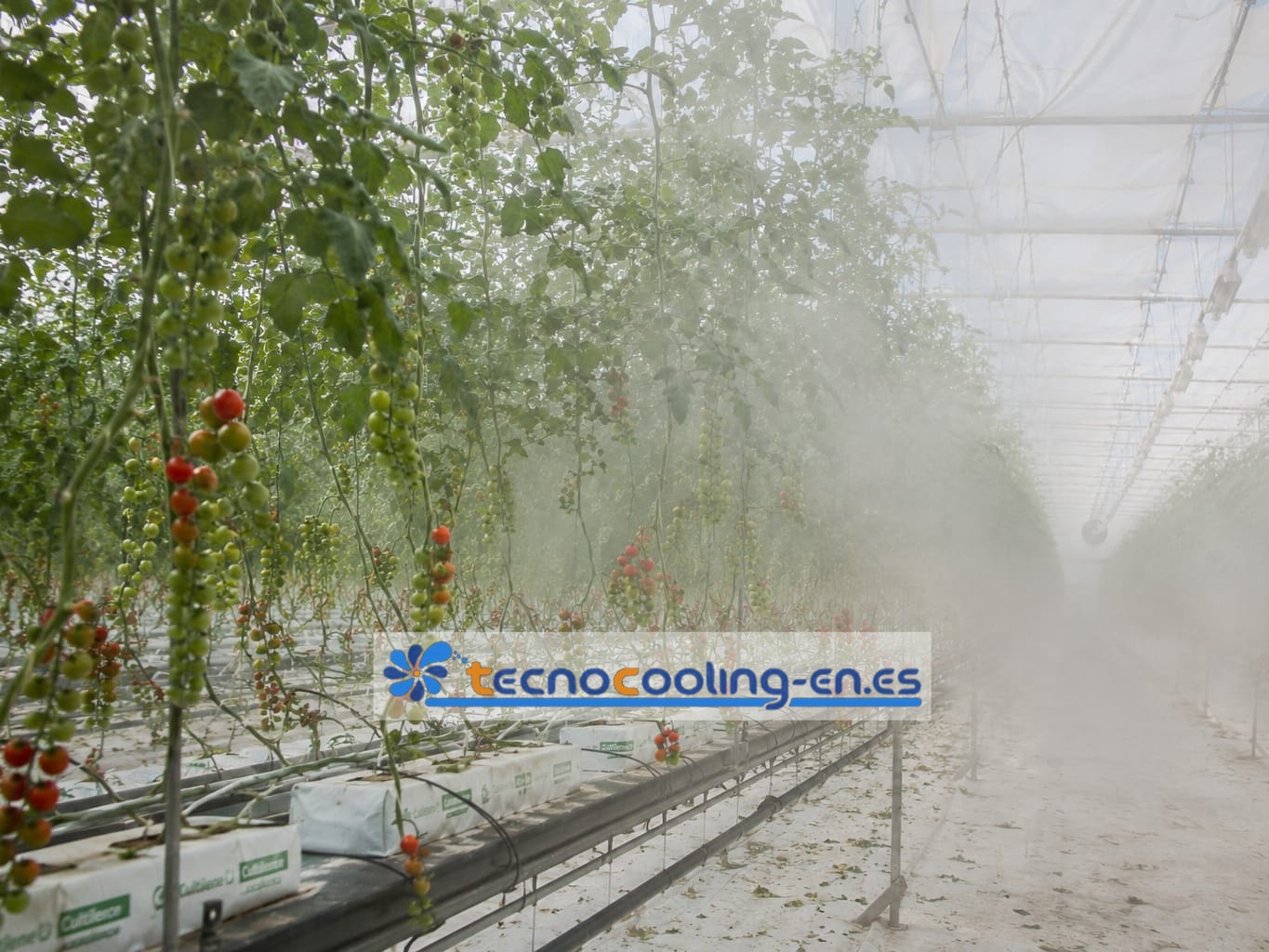 Sistema de nebulización en plantación de tomates
